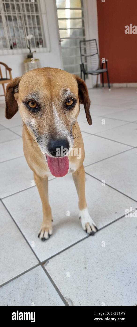 le chien regarde curieux de ce qui se passe Banque D'Images