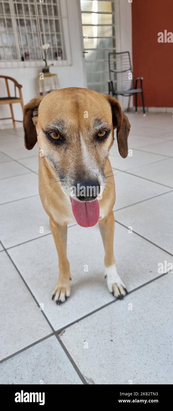 le chien regarde curieux de ce qui se passe Banque D'Images