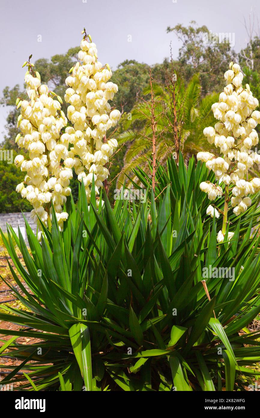 Portugal, Madère, Cabo Girao, fleurs blanches, Banque D'Images Portugal, Madère, Cabo Girao, fleurs blanches, Banque D'Images