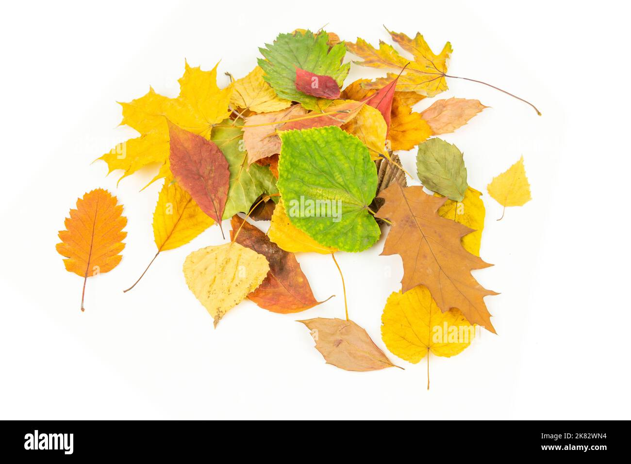 Pile colorée de feuilles d'automne sur fond blanc Banque D'Images