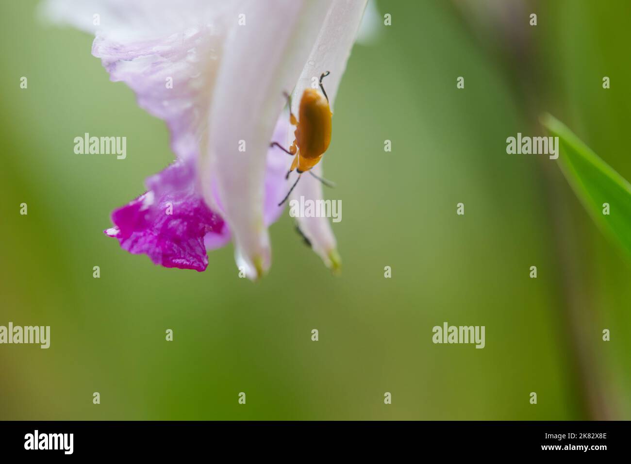vue rapprochée d'un insecte jaune qui perce sur une fleur blanche avec des gouttes d'eau le matin Banque D'Images