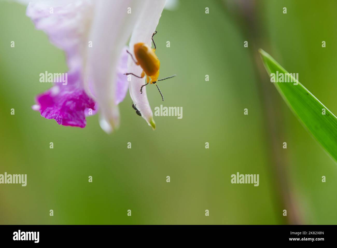 vue rapprochée d'un insecte jaune qui perce sur une fleur blanche avec des gouttes d'eau le matin Banque D'Images