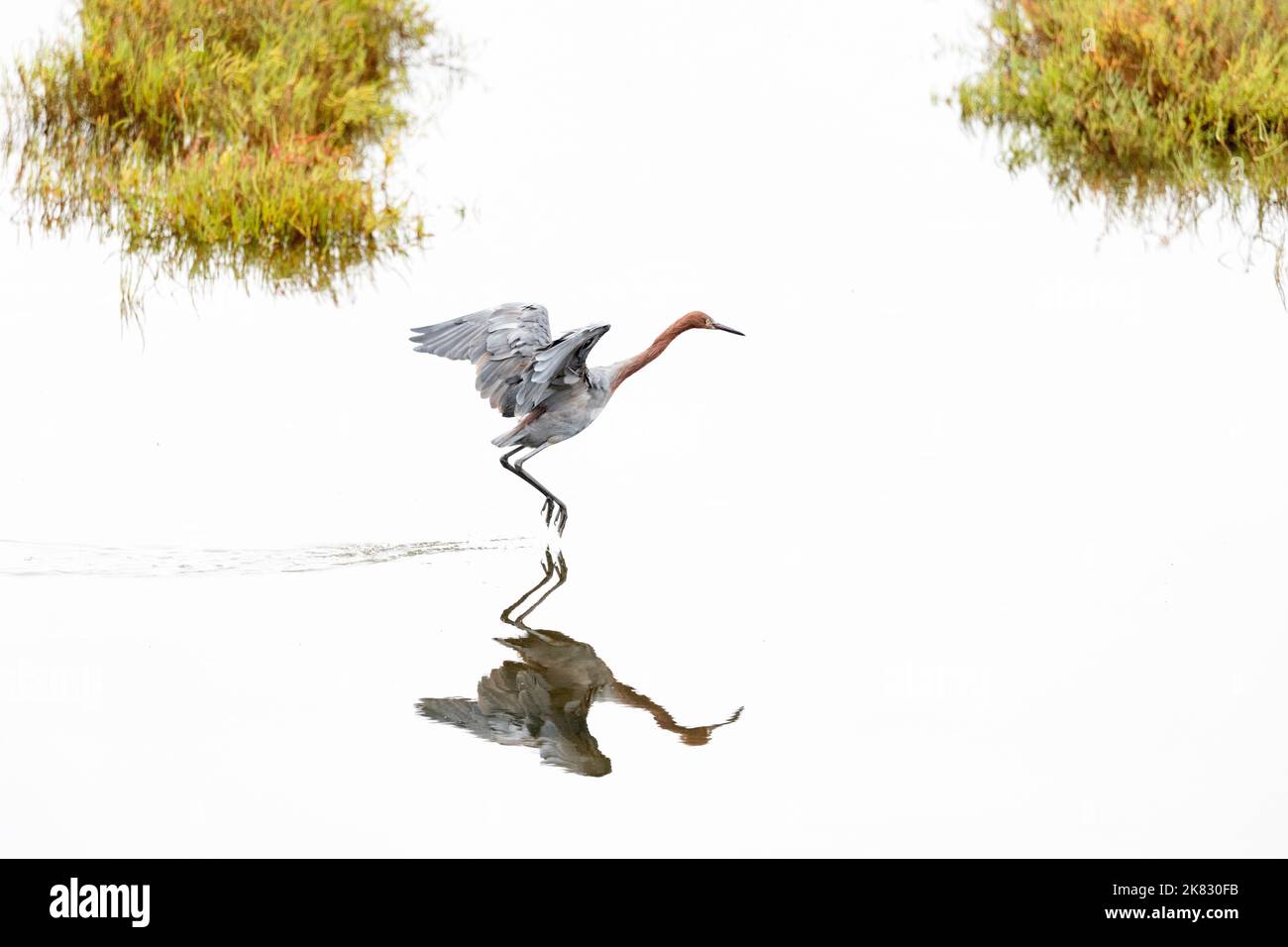 Egret rougeâtre volant juste au-dessus de l'eau Banque D'Images