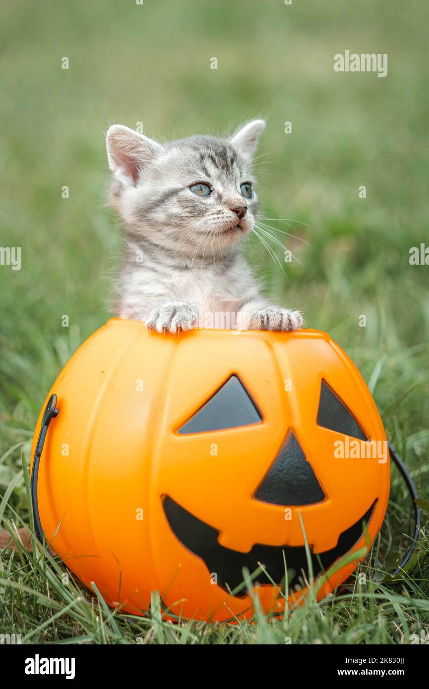 Images de Coloriage Chauve Souris Halloween – Téléchargement gratuit