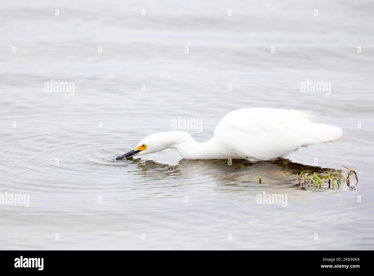 Technique de pêche inhabituelle d'Egret enneigée Banque D'Images