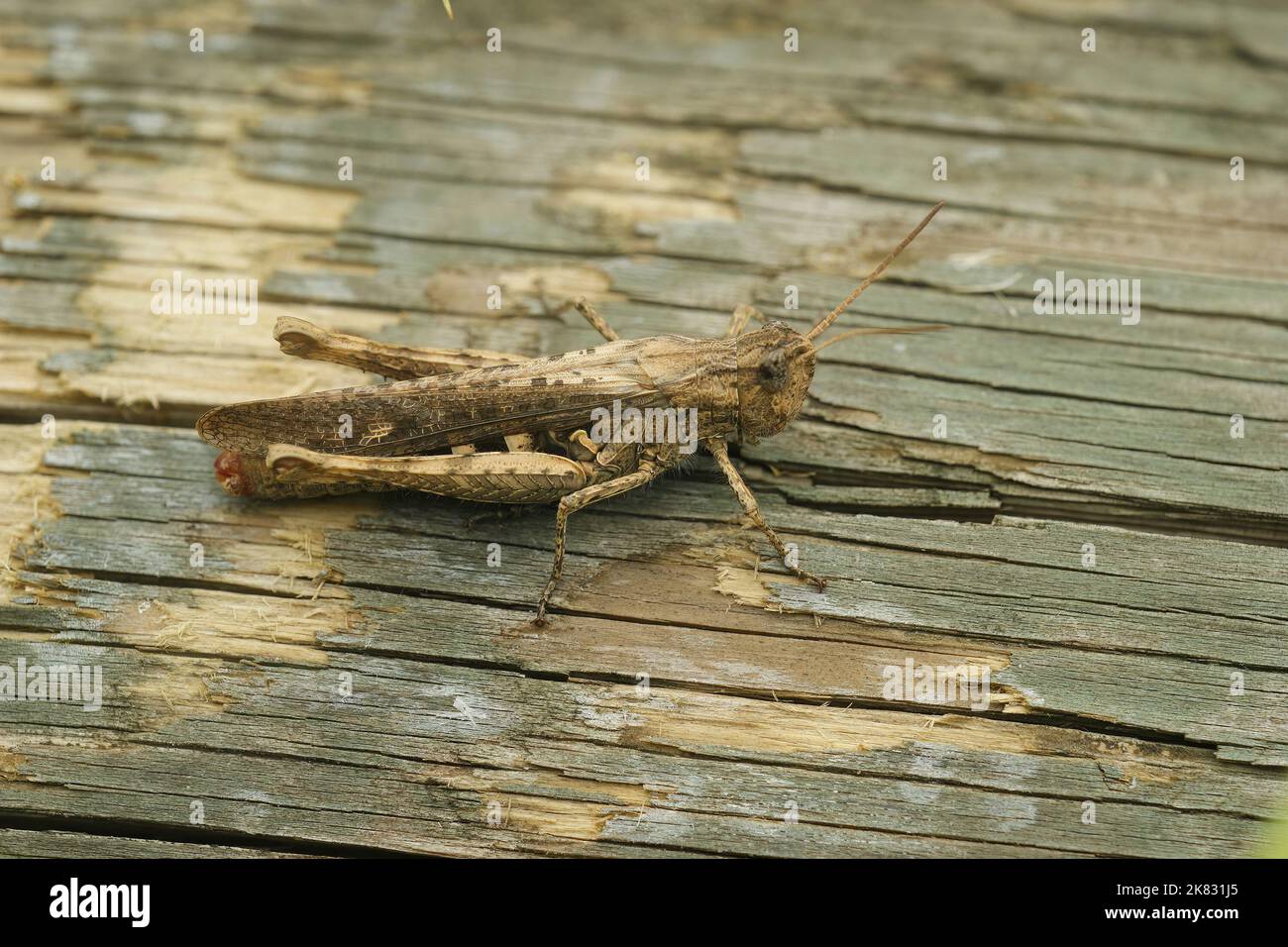 Gros plan détaillé sur une sauterelle européenne adulte bordée d'un arc, groupe de Chorthippus biguttulus assis sur du bois Banque D'Images