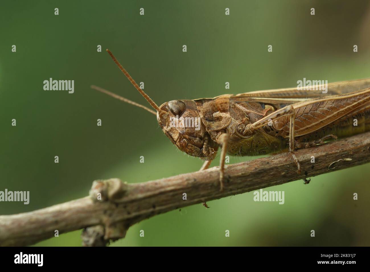 Gros plan détaillé sur une sauterelle européenne adulte bordée d'archiers, groupe de Chorthippus biguttulus assis sur une branche Banque D'Images