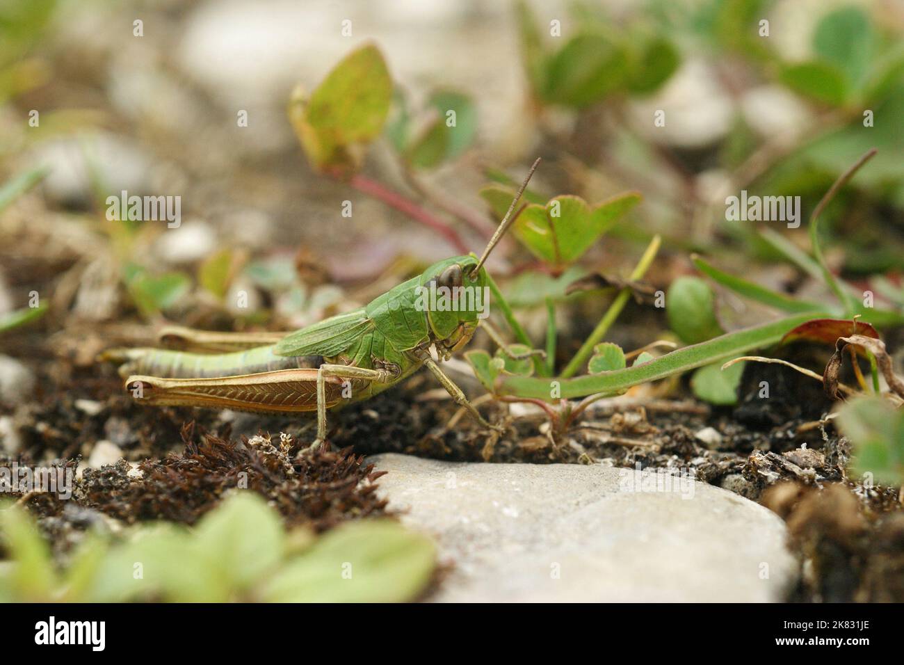 Gros plan détaillé sur la sauterelle européenne commune de Meadown, Pseudochorthippus parallélus assis sur le sol Banque D'Images