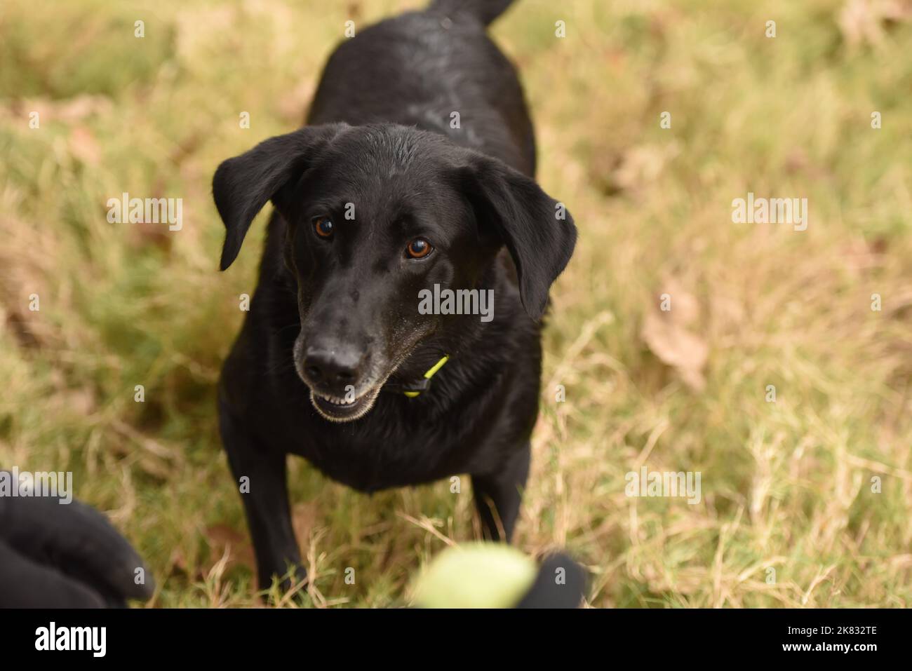 Chien jouant fetch Banque D'Images