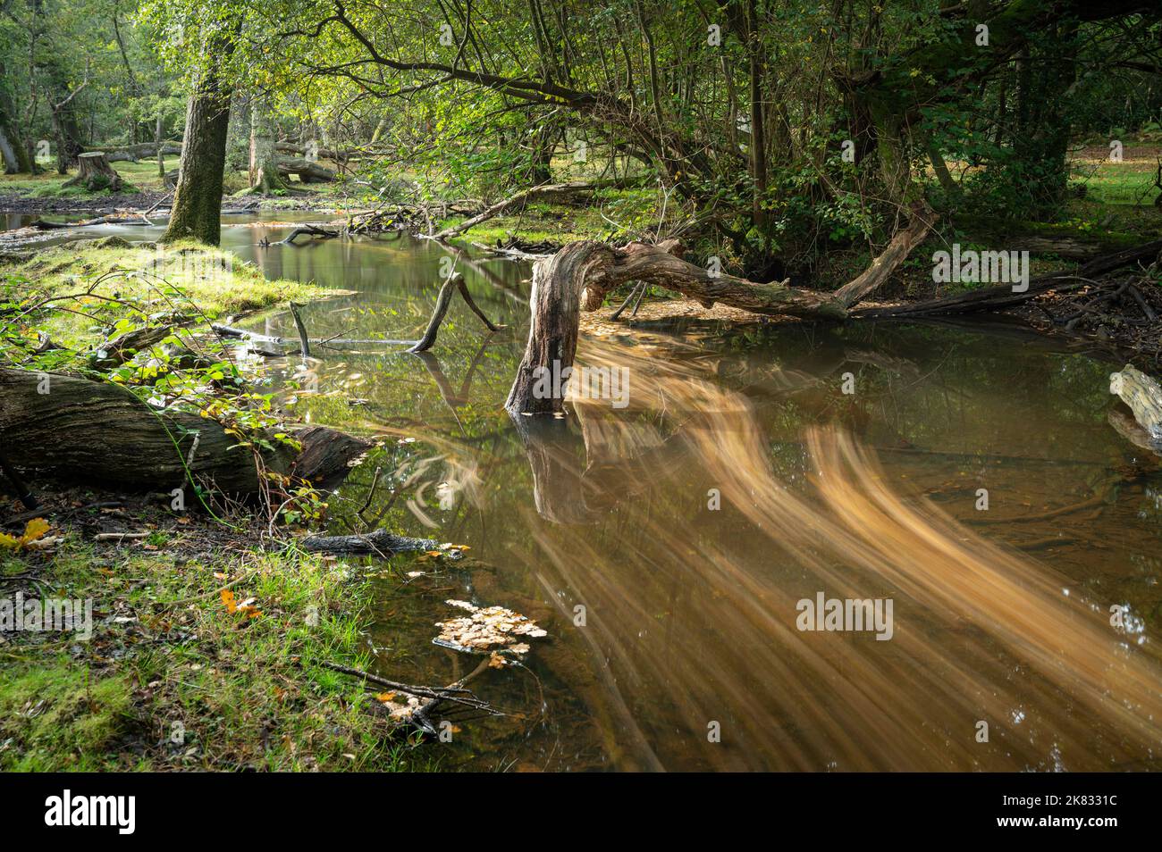 Exposition prolongée de feuilles coulant dans un ruisseau clair sous un arbre tombé dans la New Forest à Whitefield Moor, Hampshire, Royaume-Uni Banque D'Images