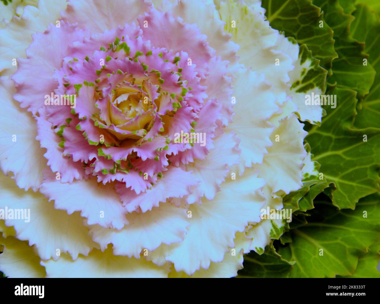 chou tendre au centre violet et blanc. Banque D'Images