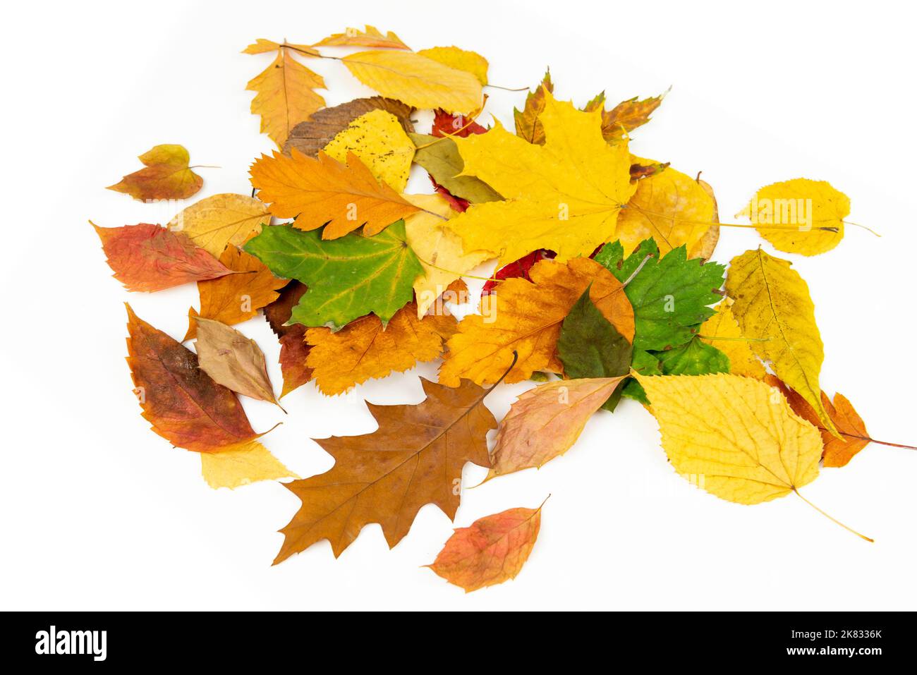 Pile colorée de feuilles d'automne sur fond blanc Banque D'Images