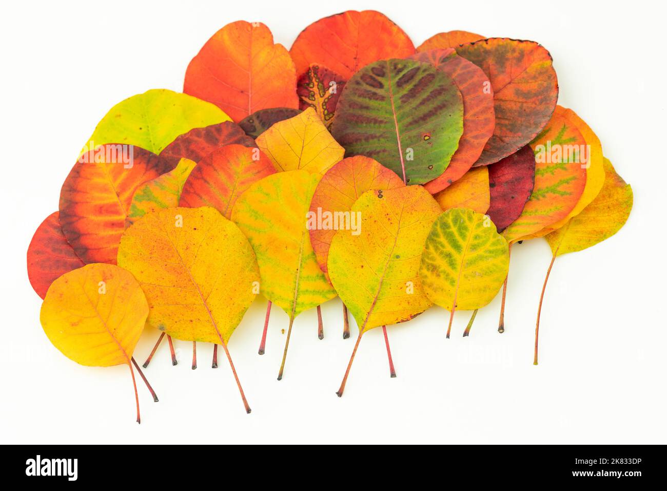 Les feuilles d'automne colorées isolé sur fond blanc Banque D'Images