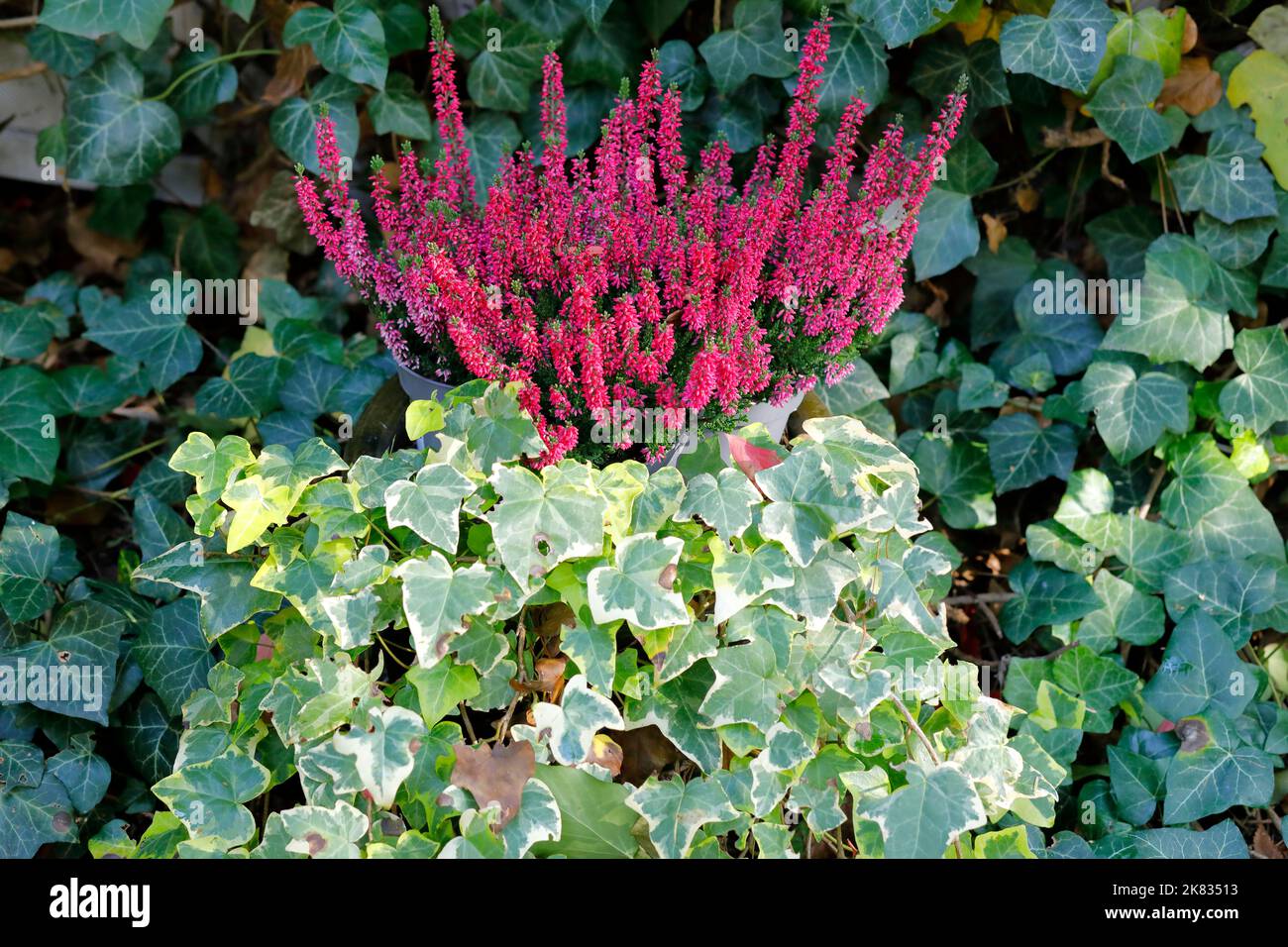 Vert foncé et jaune-vert ivy et rouge chiné Banque D'Images