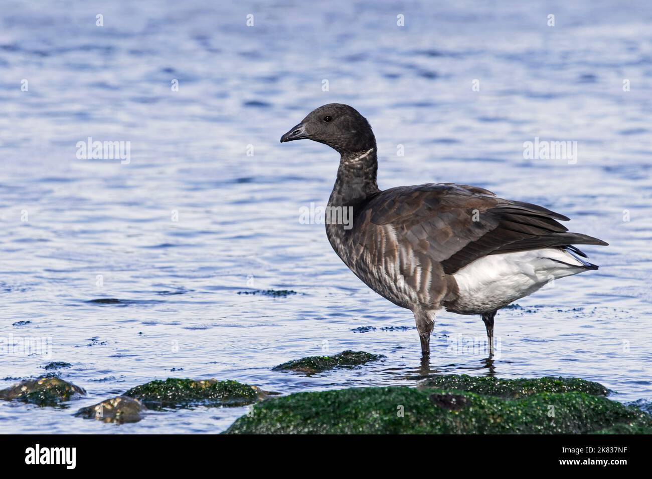 Brent Oies / brent Oies (Branta bernicla) se reposant le long de la côte de la mer du Nord Banque D'Images