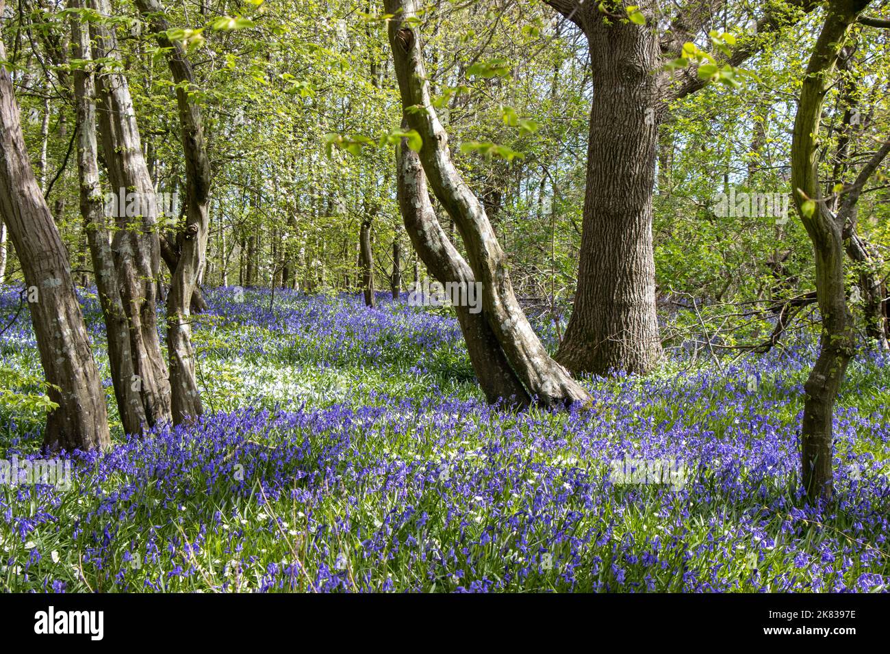 Tapis Bluebell dans une forêt à Arlington, dans le sud de l'Angleterre. Promenade Bluebell. Banque D'Images
