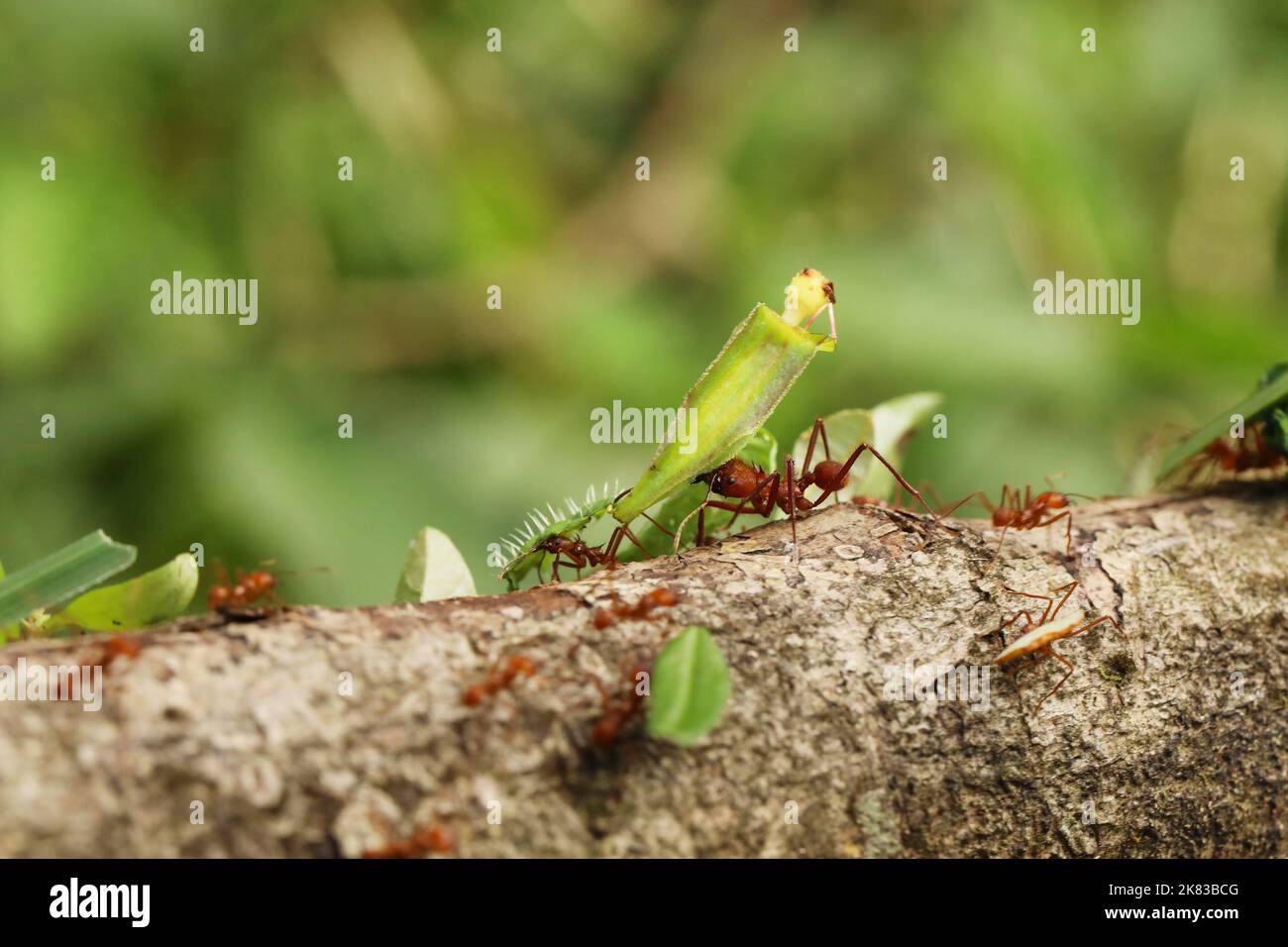Leaf-Cutter Ant, atta sp., adulte transportant segment foliaire de fourmilière, Costa Rica Banque D'Images