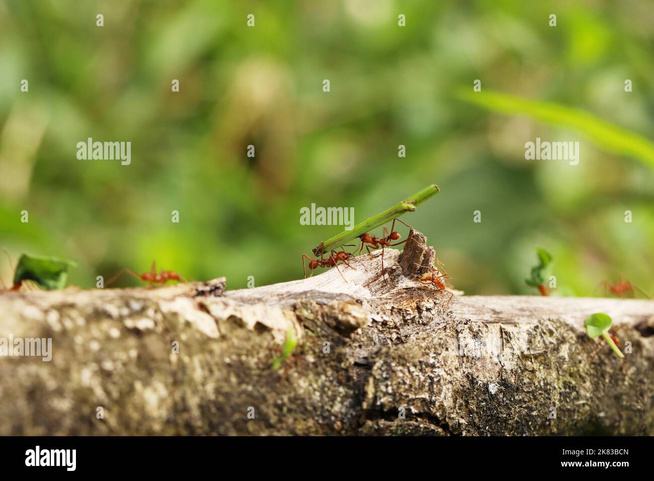 Leaf-Cutter Ant, atta sp., adulte transportant segment foliaire de fourmilière, Costa Rica Banque D'Images