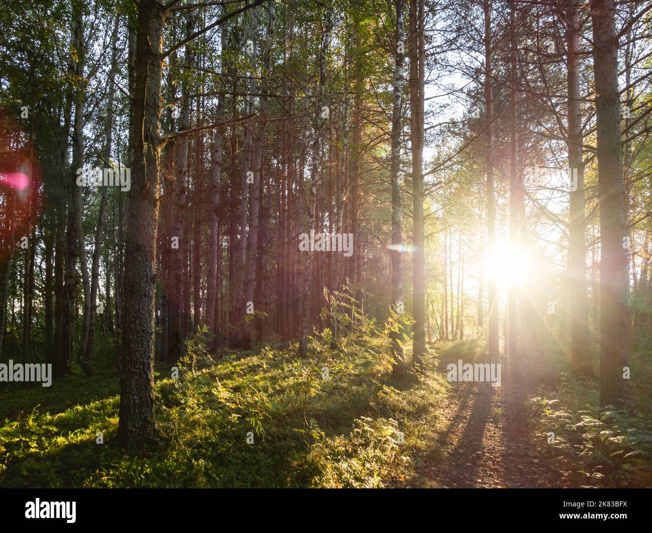 Coucher de soleil en forêt. Le soleil brille entre les troncs des arbres. L'été dans la campagne. Banque D'Images