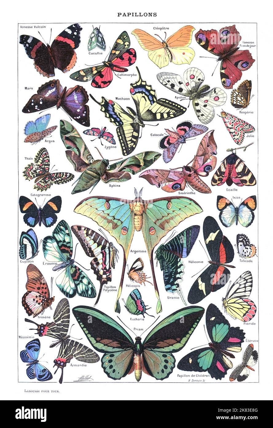Adolphe Philippe Millot - carte des papillons Banque D'Images