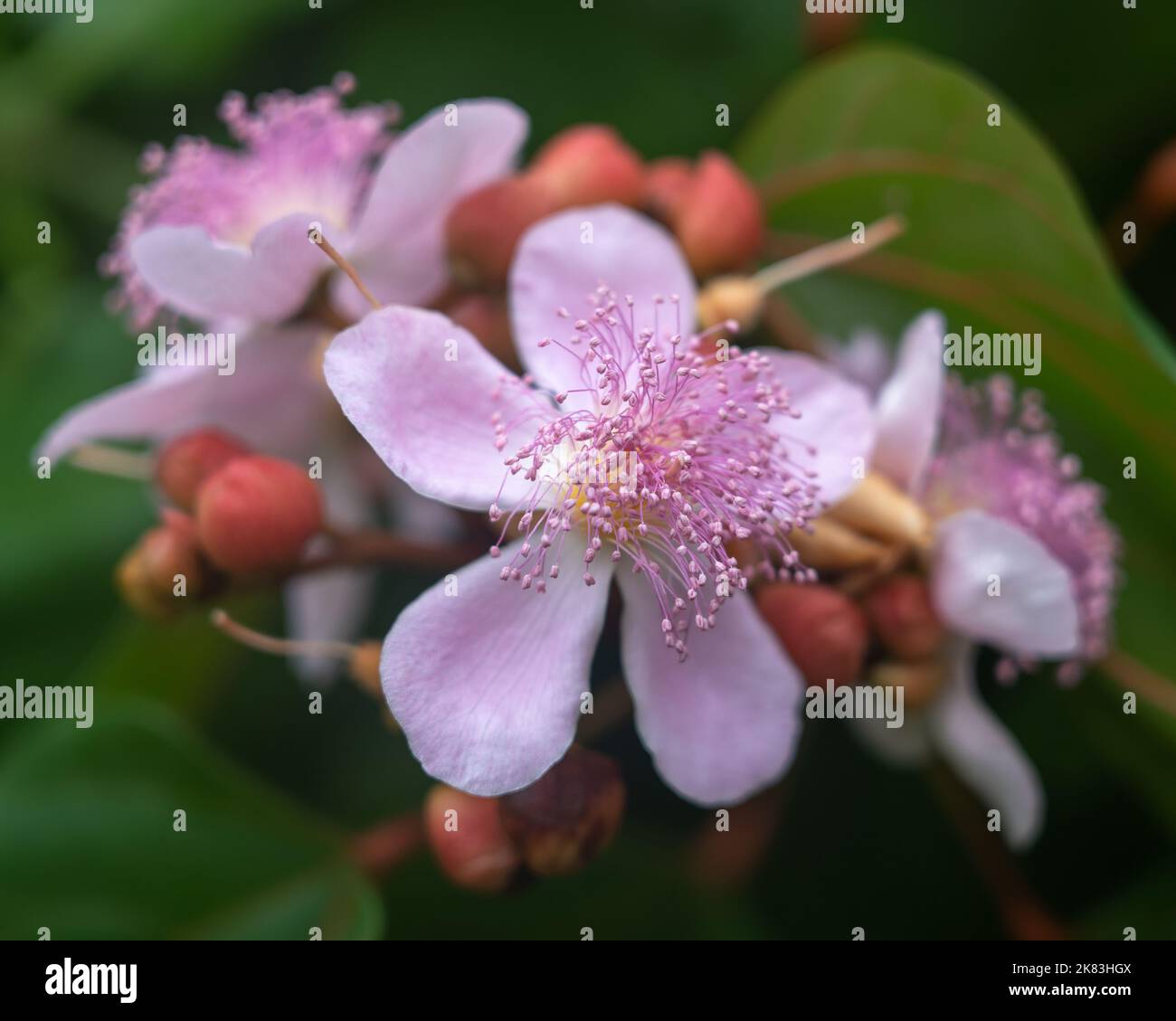 Vue rapprochée de l'achiote ou bixa orellana grappe de fleurs et de bourgeons roses à l'extérieur sur fond vert naturel Banque D'Images