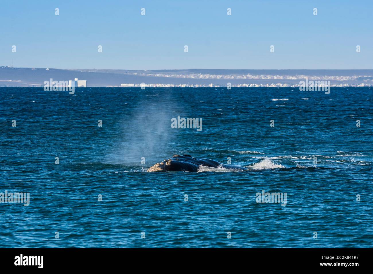 Queue de baleine noire de Sohutern, espèce en voie de disparition, Peninsula Valdes, Patagonie, Argentine Banque D'Images