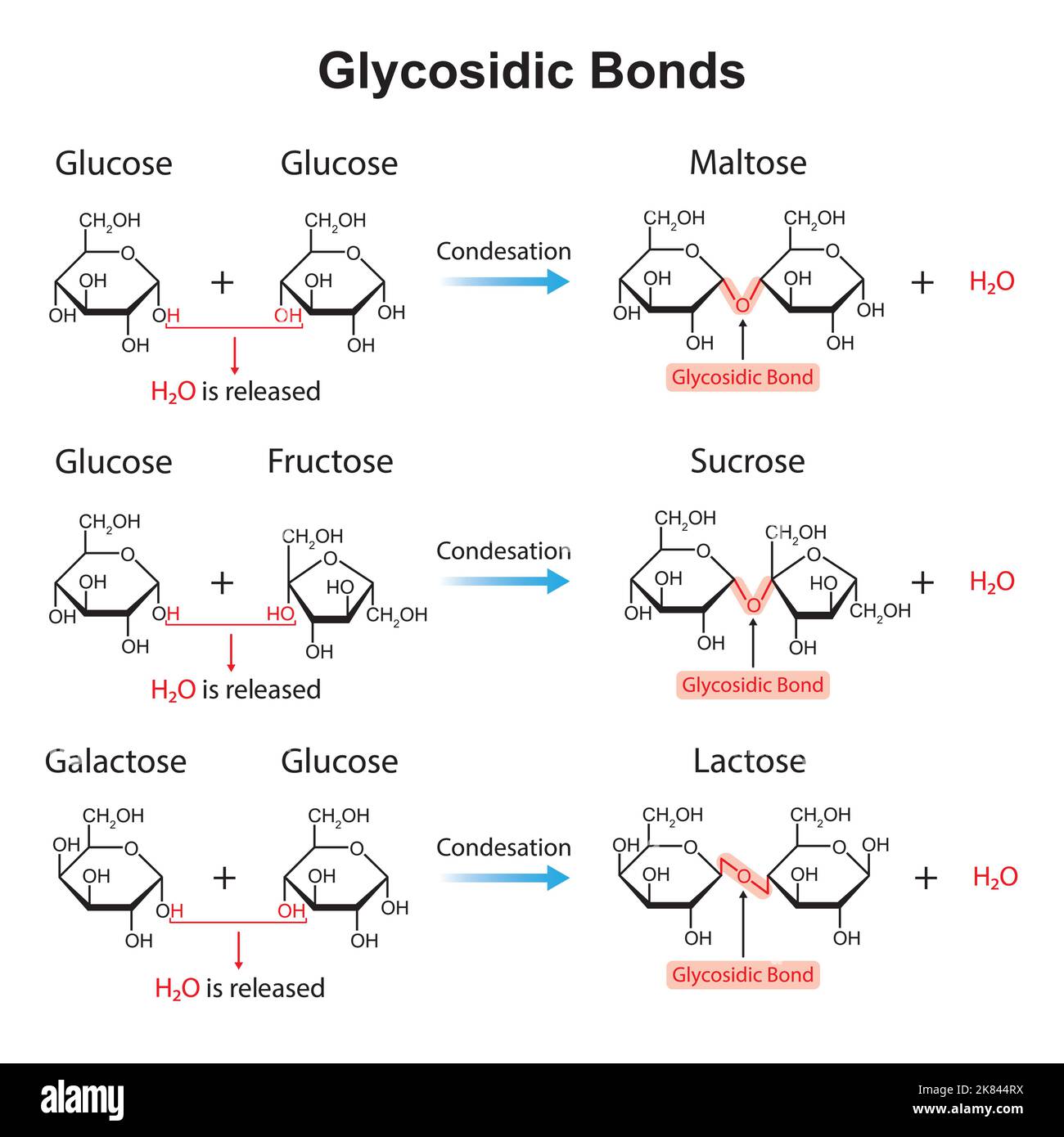Conception scientifique de liaisons glycosidiques. Formation de liaison glycosidique à partir de deux monomères. Illustration vectorielle. Illustration de Vecteur