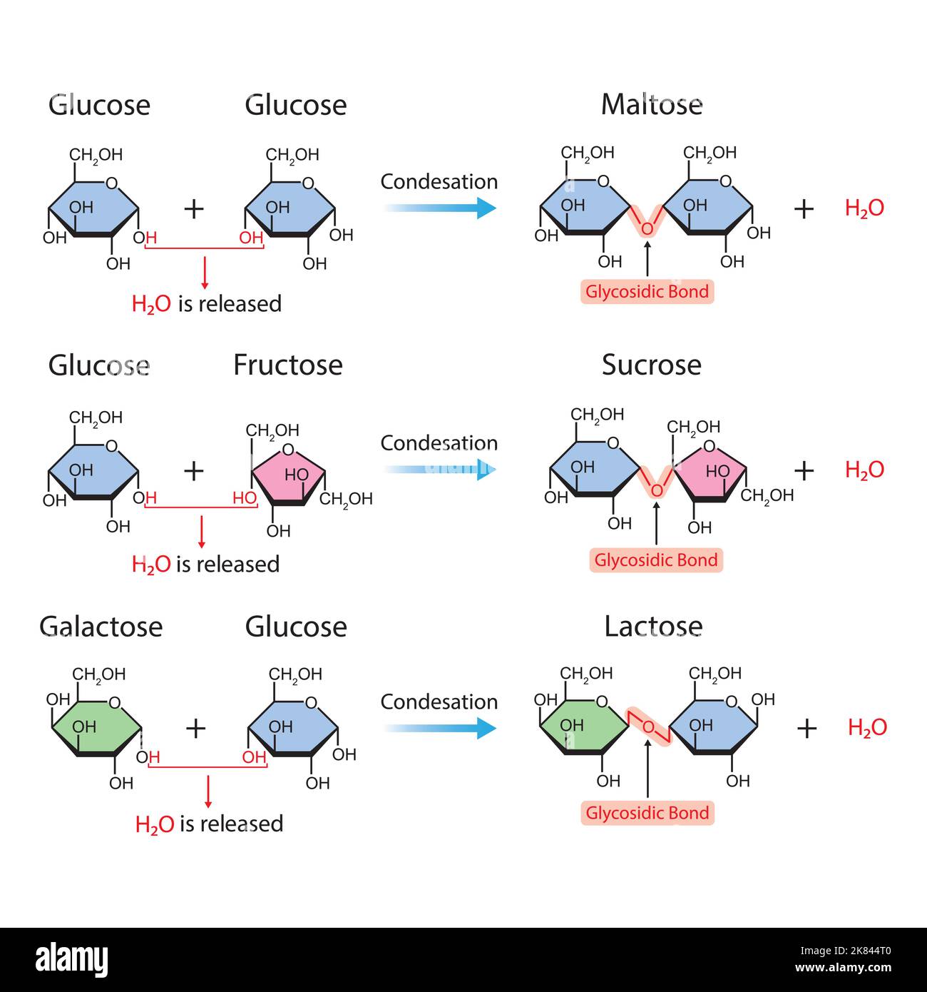 Conception scientifique de liaisons glycosidiques. Formation de liaison glycosidique à partir de deux monomères. Illustration vectorielle. Illustration de Vecteur