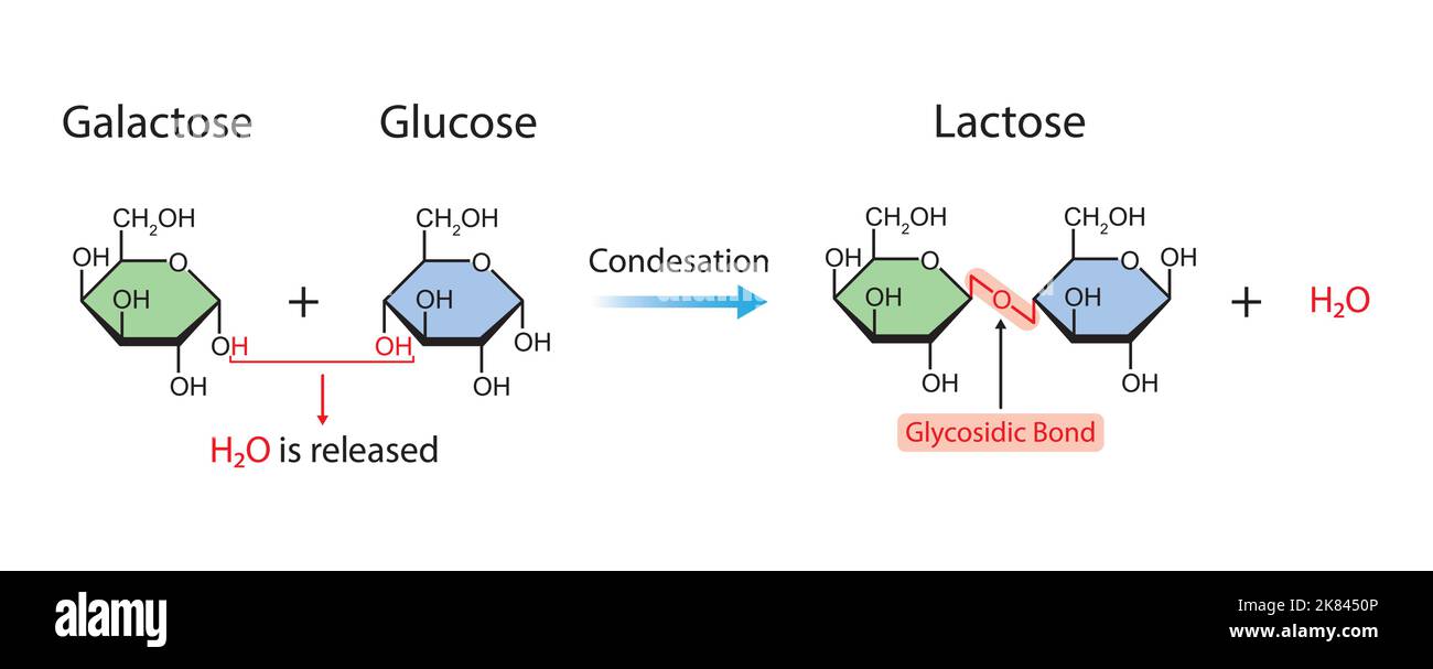 Formation de lactose. Formation de liaison glycosidique à partir de deux molécules, le glucose et le galactose. Illustration vectorielle. Illustration de Vecteur
