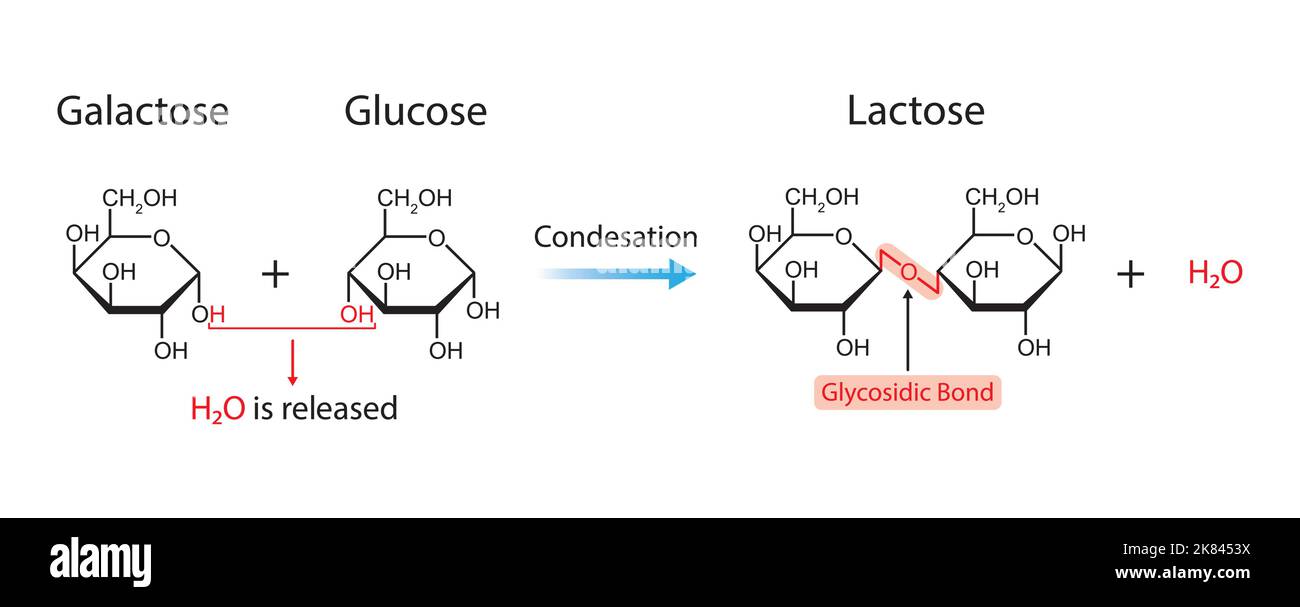 Formation de lactose. Formation de liaison glycosidique à partir de deux molécules, le glucose et le galactose. Illustration vectorielle. Illustration de Vecteur