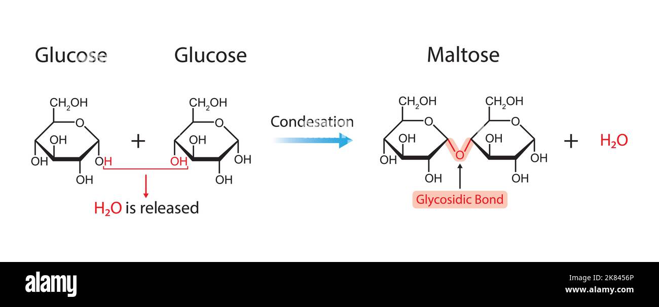 Formation de maltose. Formation de liaison glycosidique à partir de deux molécules de glucose. Illustration vectorielle. Illustration de Vecteur