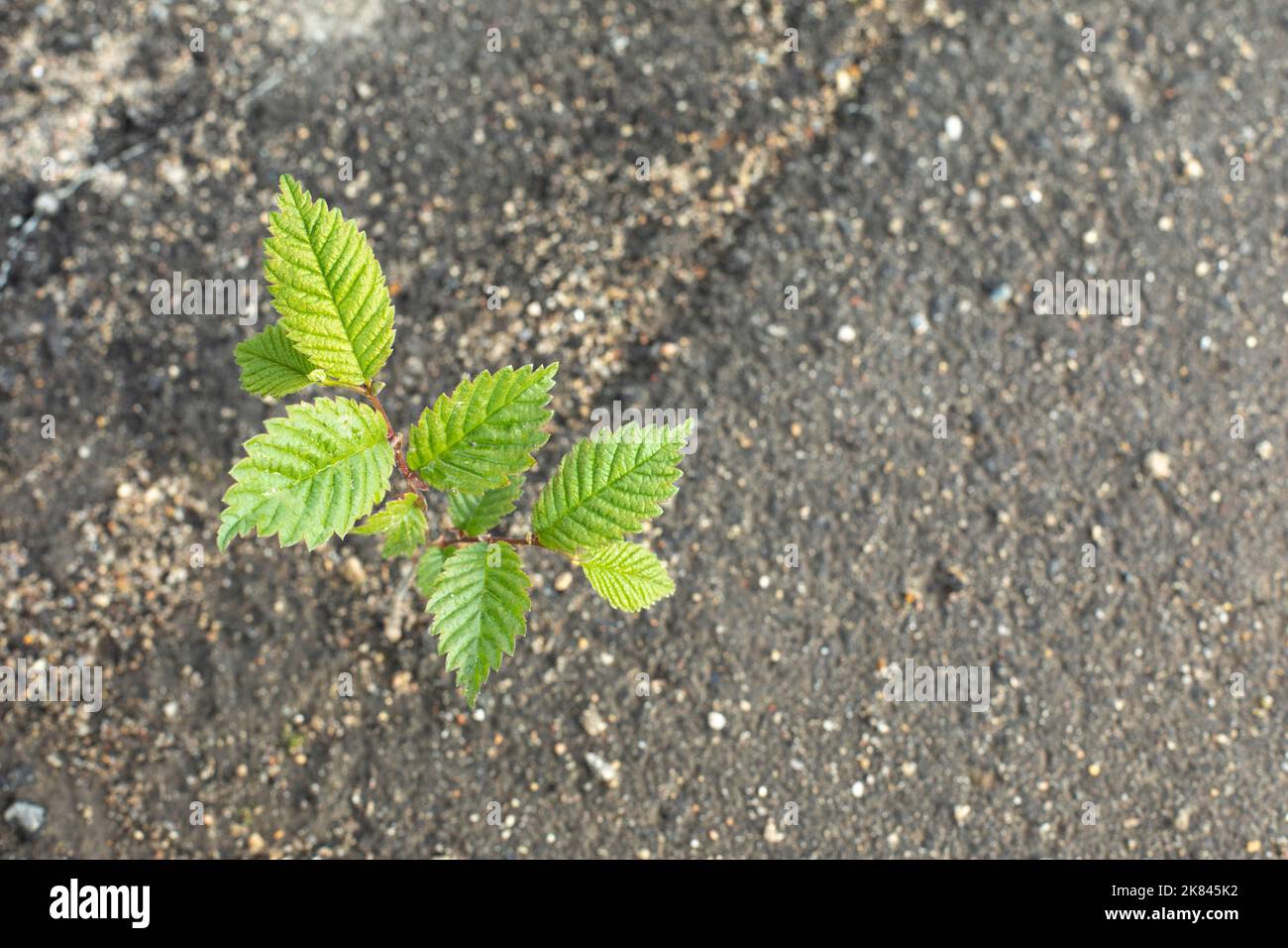 Planter à travers l'asphalte. Plante verte en ville. Détails de la nature. Des feuilles de sprint qui ont traversé la route. Banque D'Images