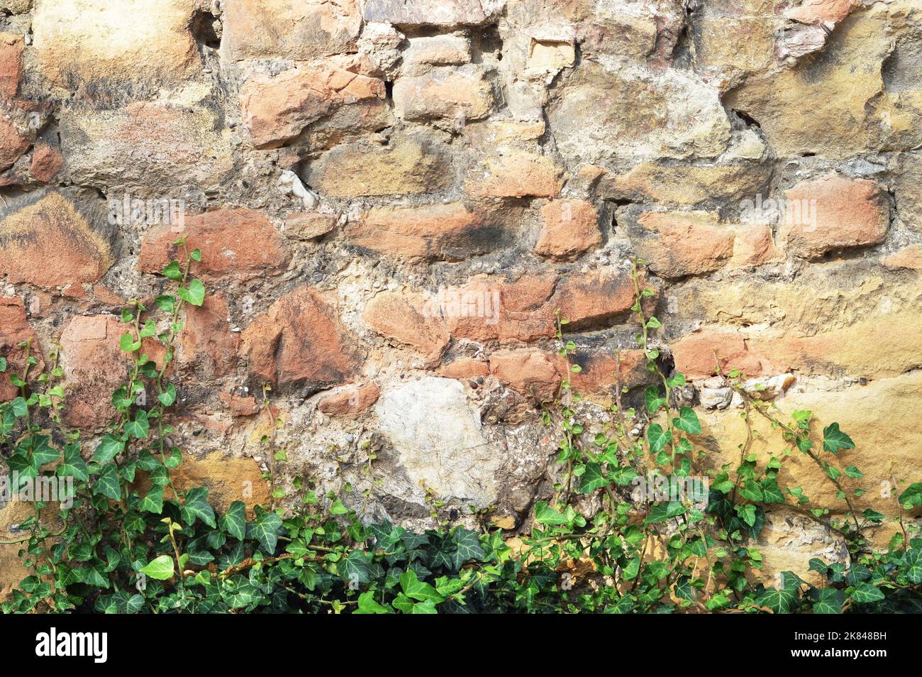 Vieux mur en pierre avec plante grimpante Banque D'Images