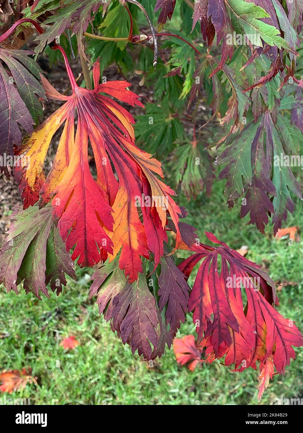 Feuille d'érable japonaise en couleurs d'automne. Alexandria, Virginie, États-Unis. Banque D'Images