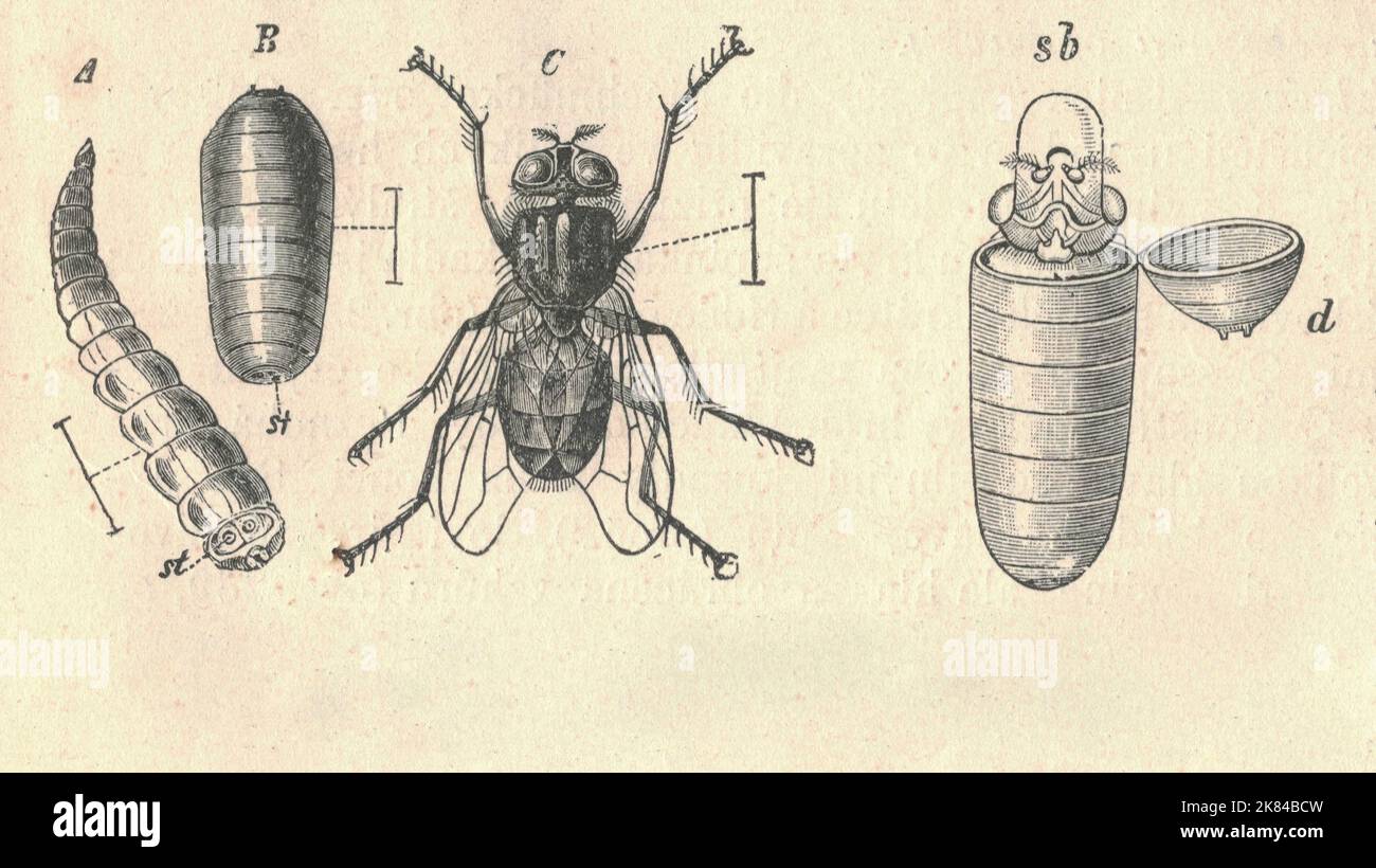 Illustration antique gravée de la métamorphose de la mouche domestique (Musca domestica). Illustration ancienne de la métamorphose de la mouche domestique (Musca domestica). Ancienne photo gravée de la mouche domestique (Musca domestica). A - larve, B - pupa, C - fusefly, D - pupa ouvert. La mouche domestique (Musca domestica) est une mouche du sous-ordre Cyclororrhapha. On croit qu'il a évolué à l'ère cénozoïque, peut-être au Moyen-Orient, et qu'il s'est répandu dans le monde entier en tant que commensal des humains. C'est l'espèce de mouche la plus commune que l'on trouve dans les maisons. Les adultes sont gris à noir, avec quatre lignes longitudinales foncées sur le thorax, légères Banque D'Images