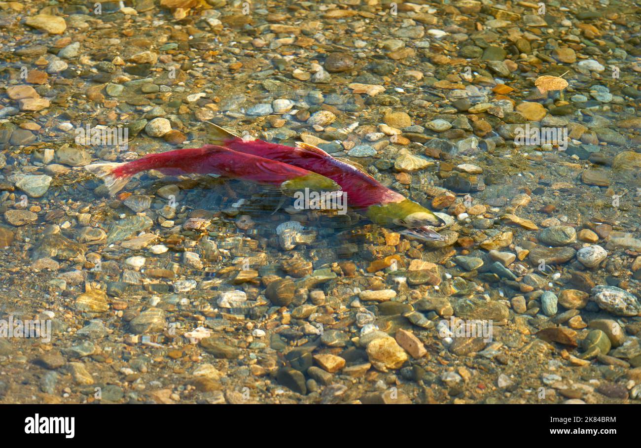 Saumon rouge frai mâle et femelle. Un saumon rouge mâle et femelle prêt à frayer dans les échalotes de la rivière Adams, en Colombie-Britannique, au Canada. Banque D'Images