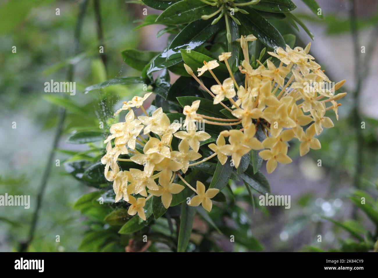 Gros plan de la fleur d'Ashoka (Saraca asoca) de couleur jaune Banque D'Images