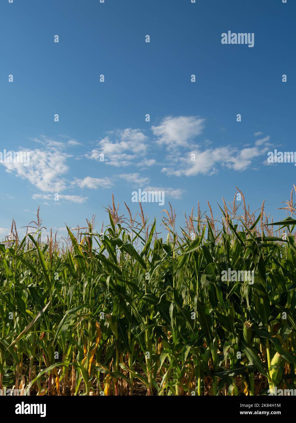 Gros plan de tiges de maïs surmontées de glands dans un champ agricole avec ciel bleu et nuages blancs au-dessus. L'image dispose d'un espace de copie. Banque D'Images
