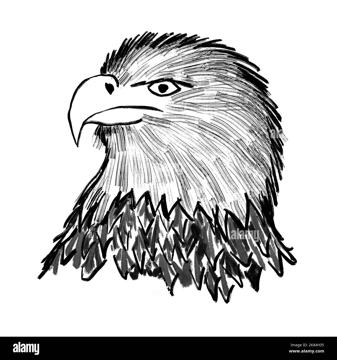 Illustration dessinée à la main d'un oiseau aigle à tête blanche américain. Aigle de mer à queue blanche, espèce animale, motif blanc monochrome de ligne noire, bec de plumes de tête, motif d'encre minimalisme élégant Banque D'Images