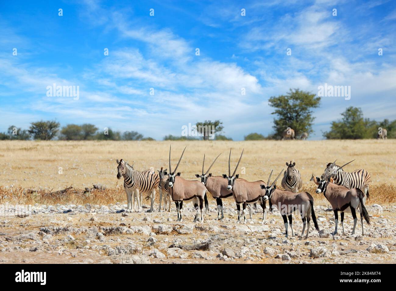 Alert gemsbok antilopes et zèbres de plaines, Parc national d'Etosha, Namibie Banque D'Images