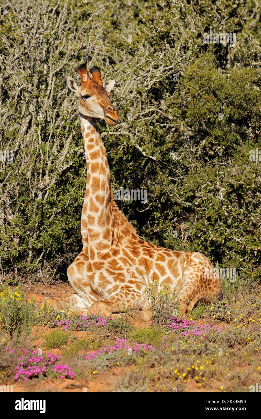 Une girafe (Giraffa camelopardalis) se reposant dans un habitat naturel avec des fleurs sauvages, Afrique du Sud Banque D'Images