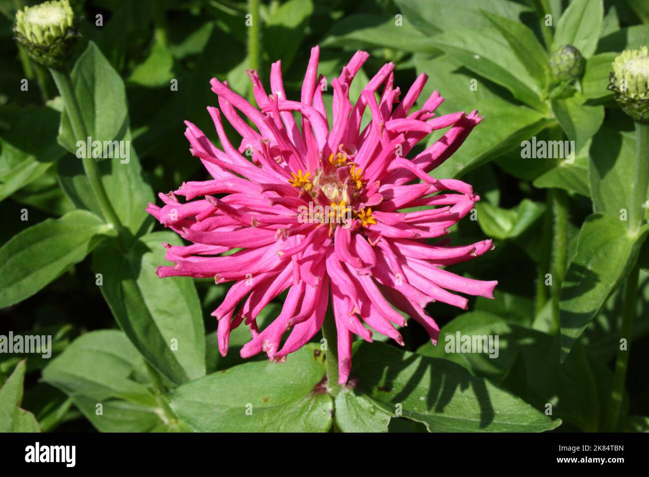 Zinnia elegans 'Cactus fleuri Mix' dans le jardin. Banque D'Images