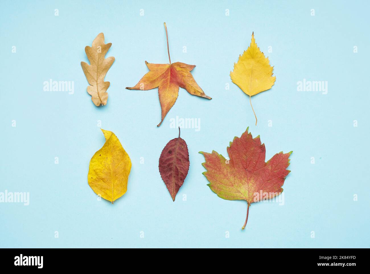Différentes feuilles d'automne sur fond bleu Banque D'Images