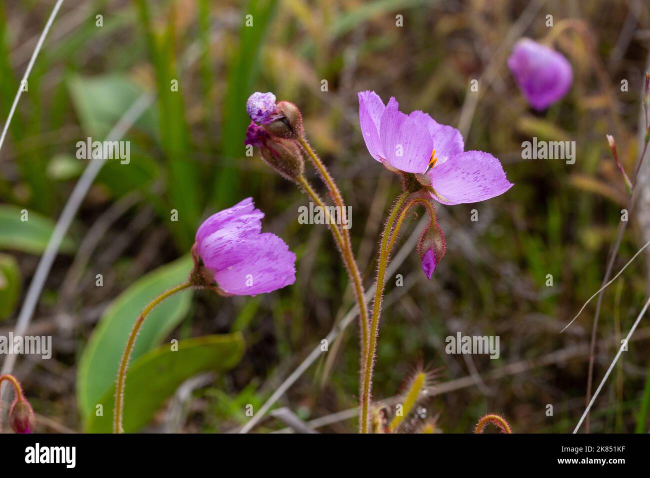 Fleurs du Sundew Drosera cistiflora prises dans l'habitat naturel, vue de côté Banque D'Images