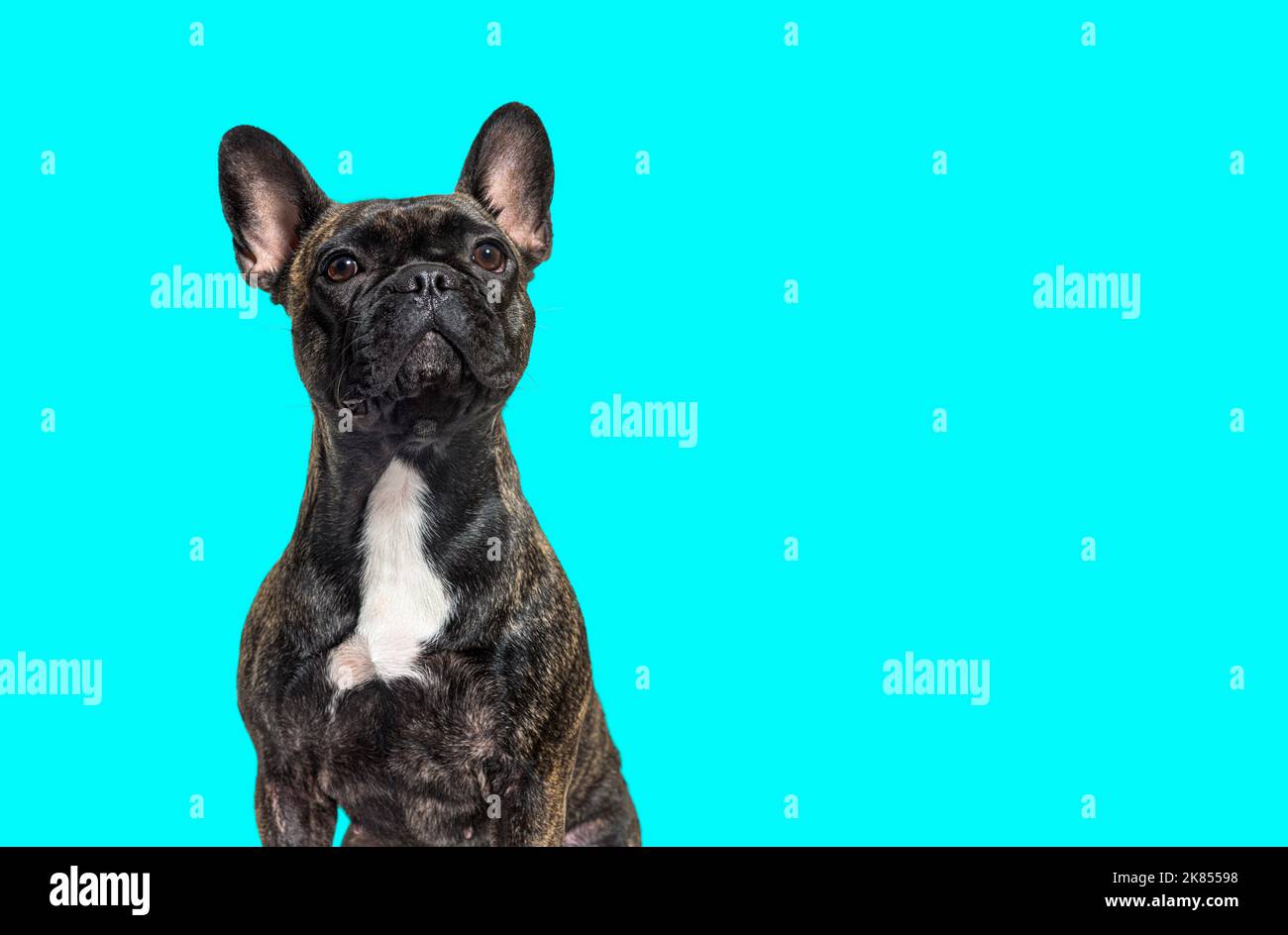 tête de portrait prise d'un bouledogue français brun foncé regardant fièrement, isolé sur blanc Banque D'Images