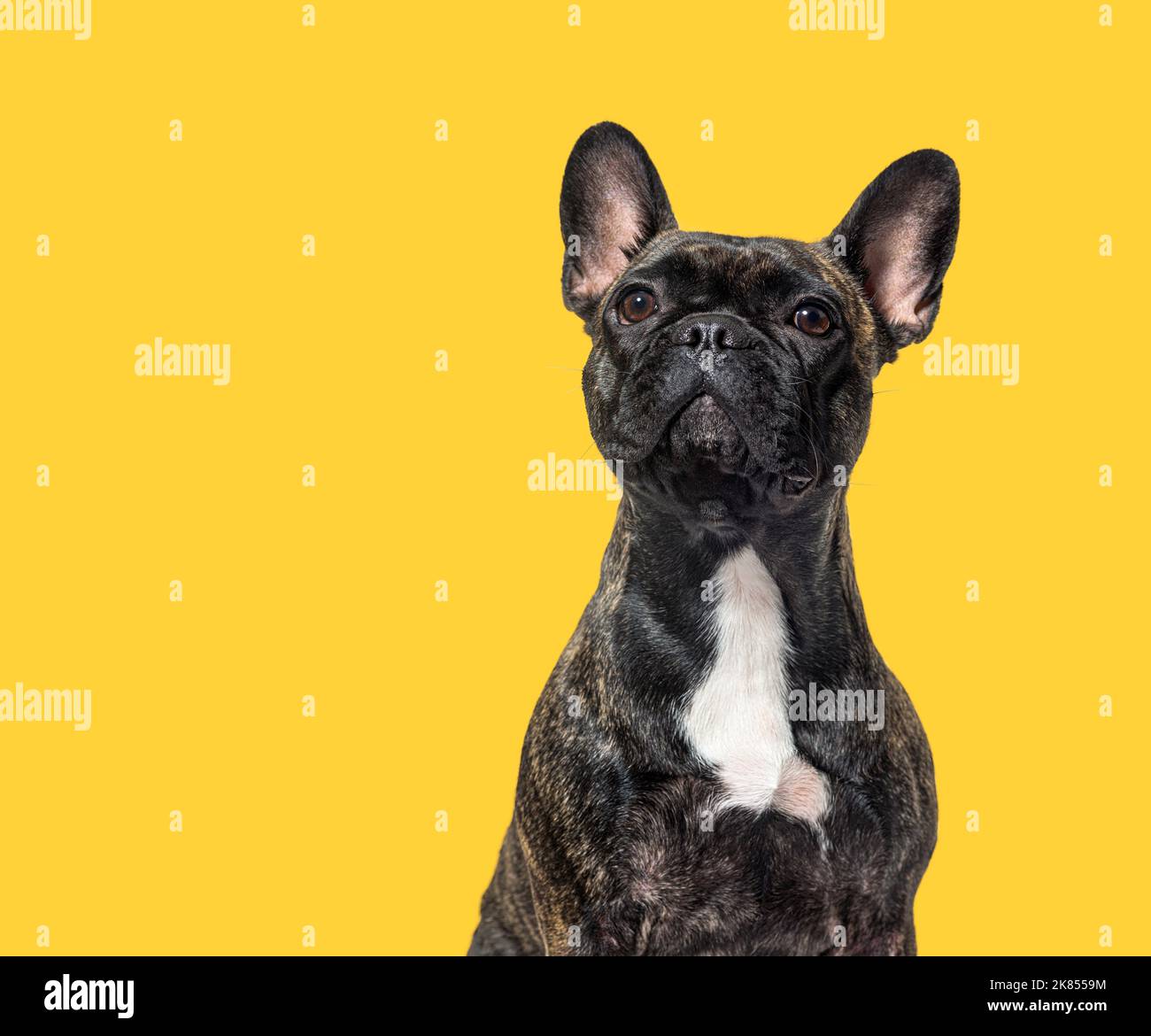 tête de portrait prise d'un bouledogue français bringé foncé qui regarde fièrement un arrière-plan jaune agaisnt Banque D'Images