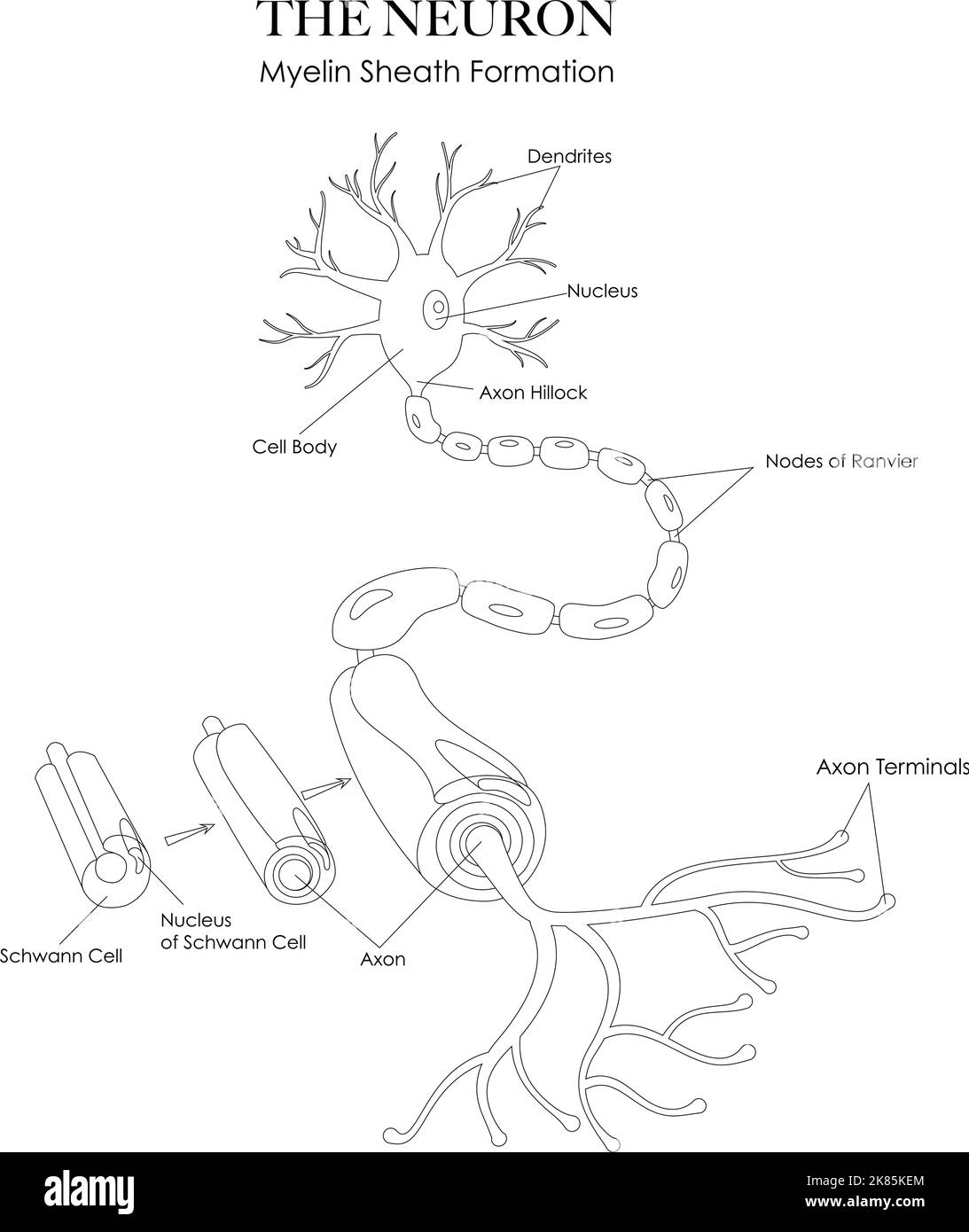 Illustration de l'anatomie des neurones et de la formation de la gaine de myéline en noir et blanc. Peut être utilisé comme une feuille de travail pour colorer et apprendre la structure de neurone Illustration de Vecteur