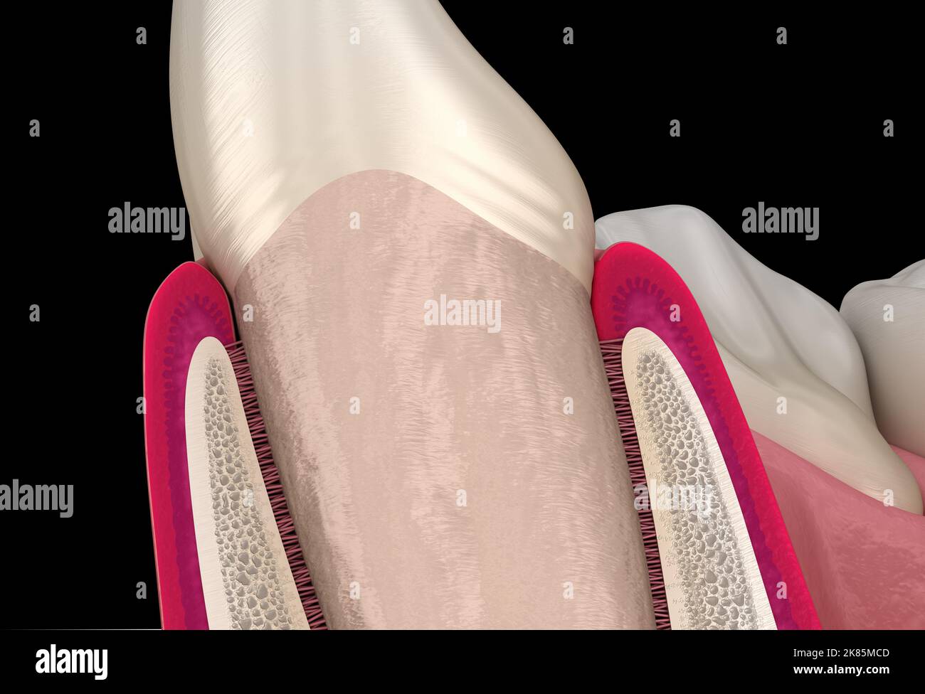 Morphologie de la dent et de la gomme de l'incisive latérale maxillaire. Illustration dentaire 3D précise sur le plan médical Banque D'Images