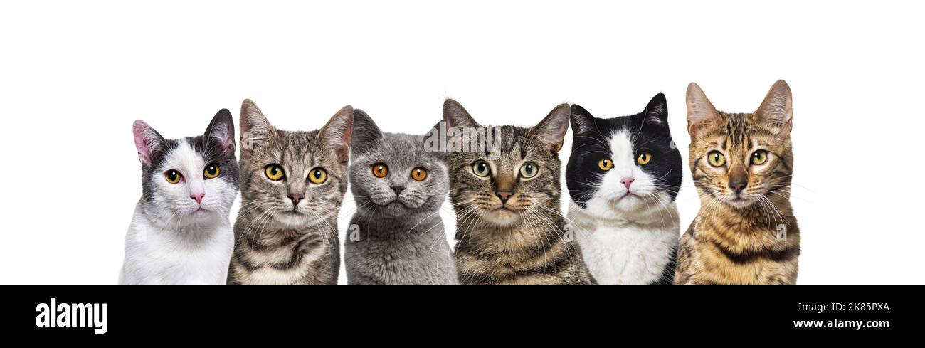Grand groupe de chats ensemble dans une rangée regardant la caméra isolée sur blanc Banque D'Images