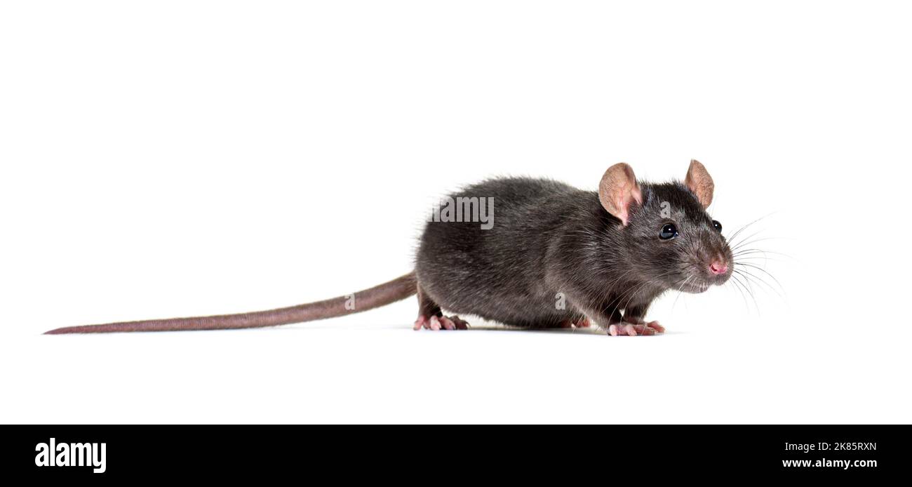 Le rat noir, Rattus rattus, in front of white background Banque D'Images